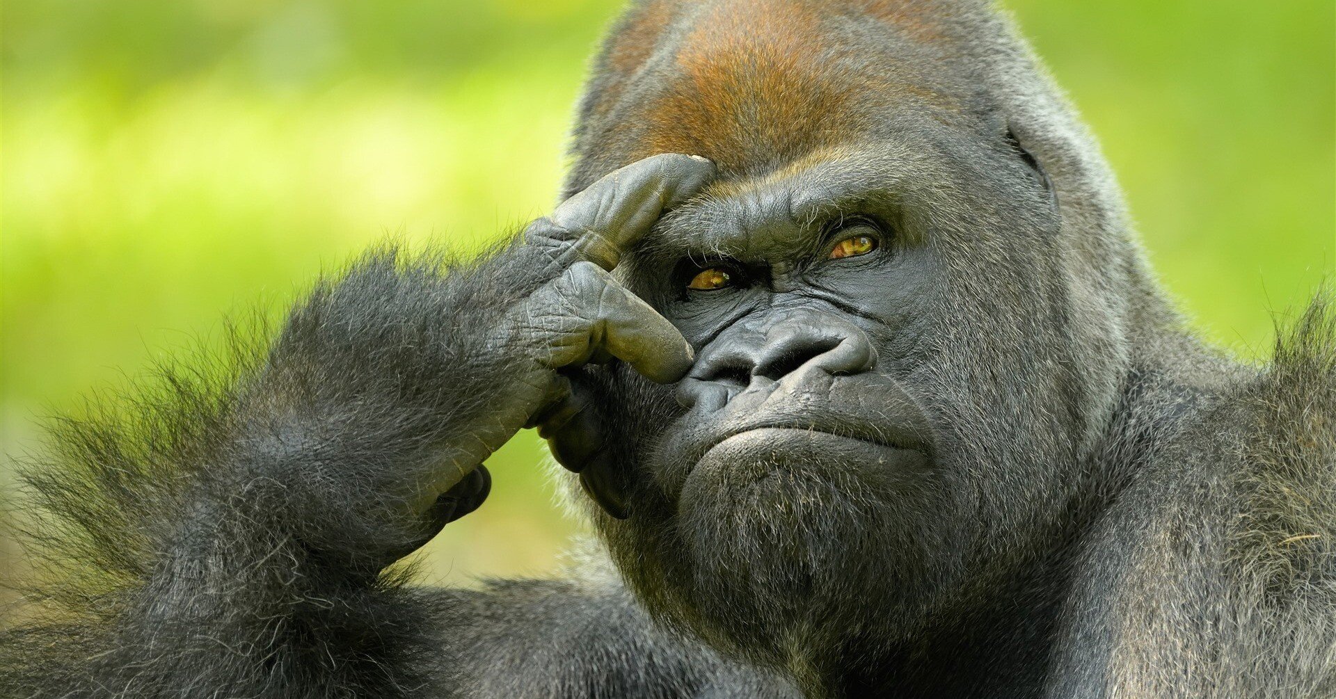 gorira.jpg gorira.jpg